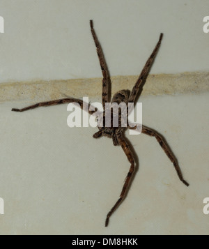 Huntsman Brown araignée sur un mur blanc Banque D'Images