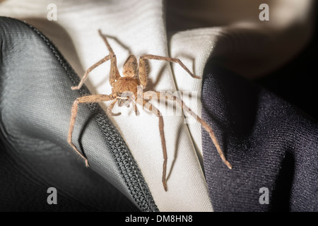 Brown araignée huntsman de monter sur une combinaison isothermique Banque D'Images