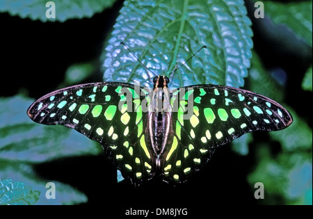 Queue Geai Graphium agamemnon (papillon) Banque D'Images