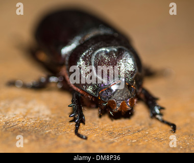 Close-up of a male coconut beetle Banque D'Images