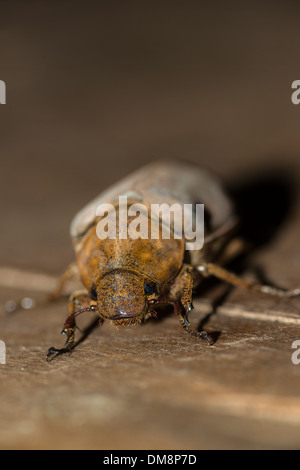 Coco femelle beetle de ramper sur le plancher Banque D'Images