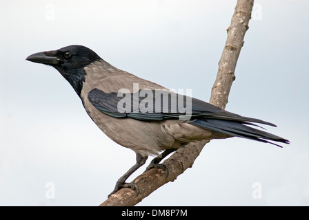 Hooded Crow (Corvus cornix Banque D'Images