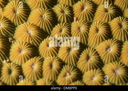 Close-up of a stony coral Banque D'Images