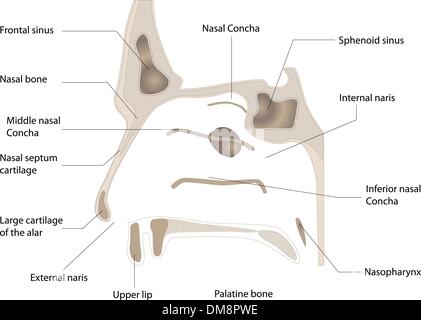 anatomie du nez Illustration de Vecteur