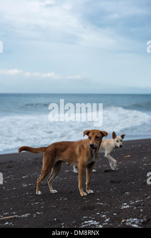 Chiens errants sur une plage de Camiguin, Philippines Banque D'Images