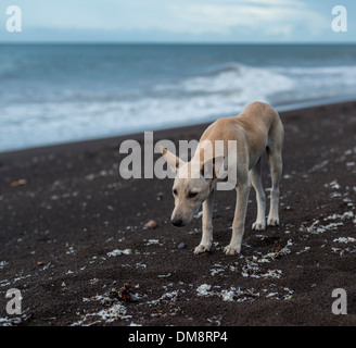 Chien errant sur une plage sur Camiguin, Philippines Banque D'Images