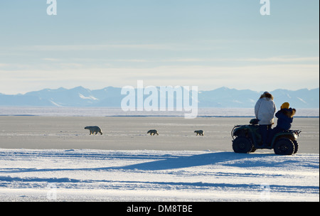 Les visiteurs sur un véhicule tout terrain regardant polar bear sow et louveteaux marche sur la mer de Beaufort Océan Arctique de l'île Barter kaktovik alaska Banque D'Images