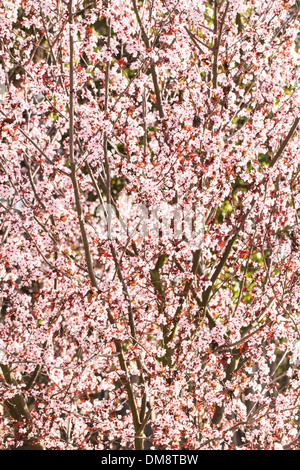 Cerisiers en fleurs dans le parc Banque D'Images