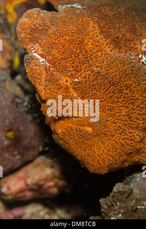 Poisson grenouille géant orange assis sur un corail attendent la proie de nager par Banque D'Images
