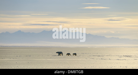 Polar bear sow et d'oursons qui se profile à kaktovik lagoon océan arctique de l'alaska avec Brooks Range Mountains Banque D'Images