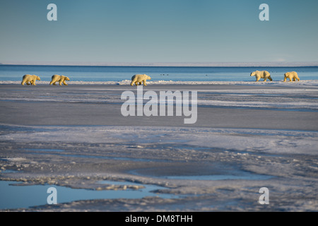 Deux ensembles de l'énoncé des travaux de l'ours polaire et louveteaux réunion sur frozen Kaktovik lagoon Alaska États-unis Beaufort Océan Arctique de l'île Barter Banque D'Images