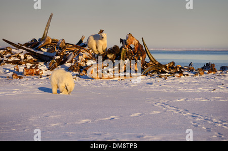 L'ours blanc de creuser dans la neige et assis sur le tas d'os de baleine au coucher du soleil sur l'île Barter Kaktovik Alaska USA sur l'océan Arctique de la mer de Beaufort Banque D'Images