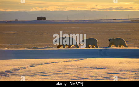 Énoncé des travaux de l'ours polaire et louveteaux silhouette rétro-éclairé par le soleil du soir sur l'île Barter Kaktovik Lagoon Alaska USA Banque D'Images