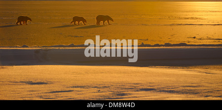 Panorama de l'énoncé des travaux de l'ours et d'oursons en silhouette avec golden sunset sur l'île Barter Lagoon Kaktovik Alaska USA Banque D'Images