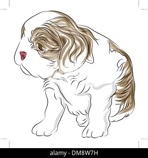 Cavalier King Charles Spaniel Puppy Dog Dimensions Illustration de Vecteur