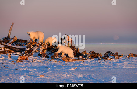 Trois ours polaires dans la lumière de soleil rouge sur le tas d'os de baleine sur l'île Barter Kaktovik Alaska USA sur l'océan Arctique de la mer de Beaufort avec moonrise Banque D'Images