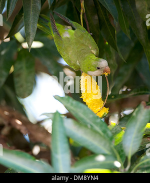 Perruche moine (Myiopsitta monachus) se nourrissent de la mangue, le Pantanal, Mato Grosso, Brésil Banque D'Images