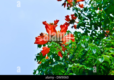 African tulip tree Banque D'Images