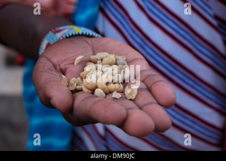 Un homme est venu de café collectées lors d'une récolte dans une plantation de café dans la région de Karatu, Arusha, Tanzania, Africa Banque D'Images