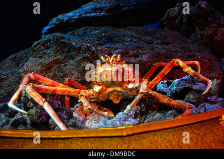 Close up de l'aquarium en araignée géante Banque D'Images