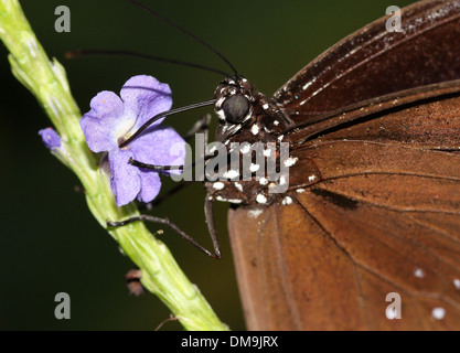 Extreme close-up of a corneille alias papillon indien commun ou australien Crow ( Euploea core) se nourrissent d'une fleur bleue Banque D'Images