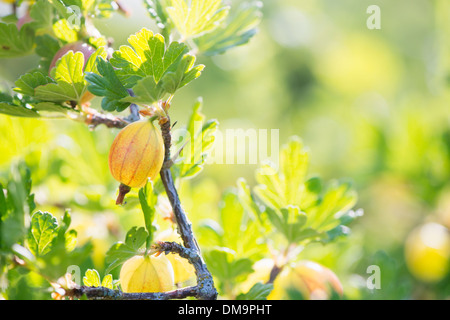 Groseille (Ribes uva-crispa) sur bush in garden Banque D'Images