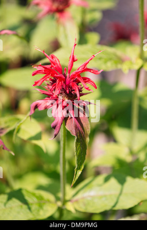 Close up de Crimson (Monarda didyma beebalm) poussant dans le jardin de fines herbes Banque D'Images
