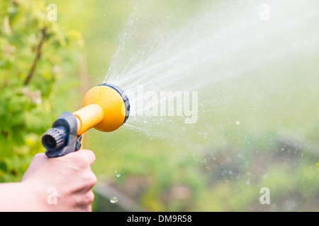 Scène d'été de style de vie. L'arrosage des plantes de jardin avec arroseur. Banque D'Images