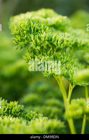 Persil frisé (Petroselinum crispum crispum) poussant dans le jardin de fines herbes Banque D'Images