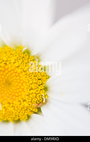 Plan Macro sur marguerite blanche fleur Banque D'Images