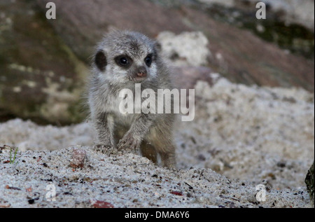 Meerkat d'oursons qui sont nés de maman Annie. Nov 12 2013. Les chiots que l'on croit être un homme et une femme sont d'environ deux semaines. Banque D'Images