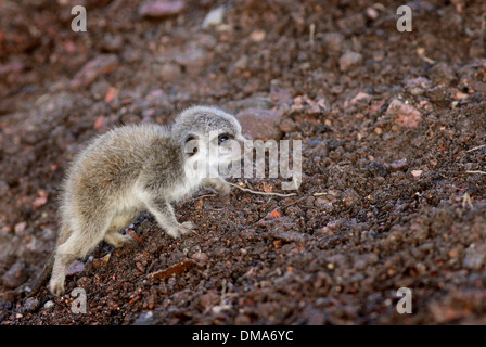 Meerkat d'oursons qui sont nés de maman Annie. Nov 12 2013. Les chiots que l'on croit être un homme et une femme sont d'environ deux semaines. Banque D'Images