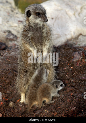 Meerkat d'oursons qui sont nés de maman Annie. Nov 12 2013. Les chiots que l'on croit être un homme et une femme sont d'environ deux semaines. Banque D'Images