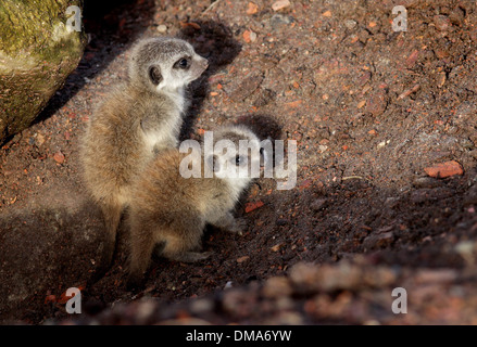 Meerkat d'oursons qui sont nés de maman Annie. Nov 12 2013. Les chiots que l'on croit être un homme et une femme sont d'environ deux semaines. Banque D'Images