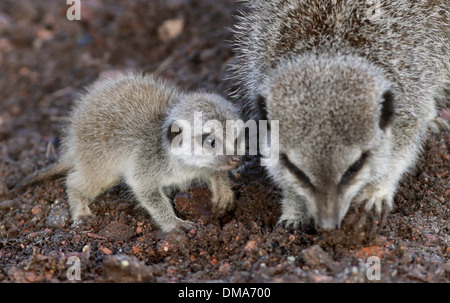 Meerkat d'oursons qui sont nés de maman Annie. Nov 12 2013. Les chiots que l'on croit être un homme et une femme sont d'environ deux semaines. Banque D'Images