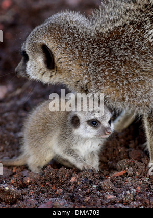 Meerkat d'oursons qui sont nés de maman Annie. Nov 12 2013. Les chiots que l'on croit être un homme et une femme sont d'environ deux semaines. Banque D'Images