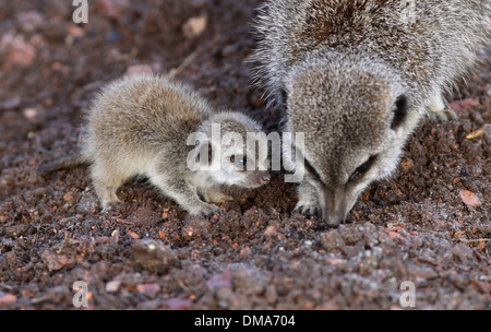 Meerkat d'oursons qui sont nés de maman Annie. Nov 12 2013. Les chiots que l'on croit être un homme et une femme sont d'environ deux semaines. Banque D'Images