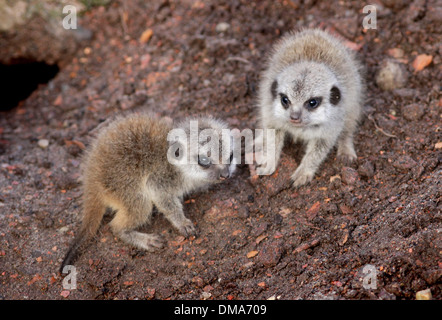 Meerkat d'oursons qui sont nés de maman Annie. Nov 12 2013. Les chiots que l'on croit être un homme et une femme sont d'environ deux semaines. Banque D'Images