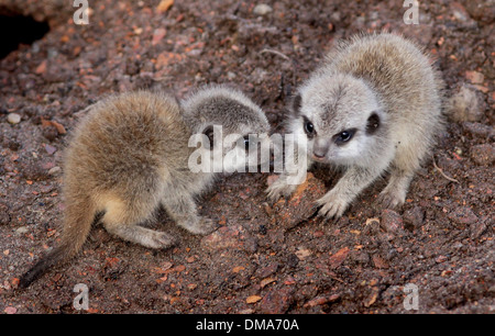 Meerkat d'oursons qui sont nés de maman Annie. Nov 12 2013. Les chiots que l'on croit être un homme et une femme sont d'environ deux semaines. Banque D'Images