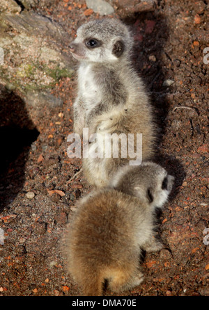 Meerkat d'oursons qui sont nés de maman Annie. Nov 12 2013. Les chiots que l'on croit être un homme et une femme sont d'environ deux semaines. Banque D'Images