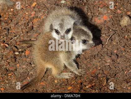 Meerkat d'oursons qui sont nés de maman Annie. Nov 12 2013. Les chiots que l'on croit être un homme et une femme sont d'environ deux semaines. Banque D'Images