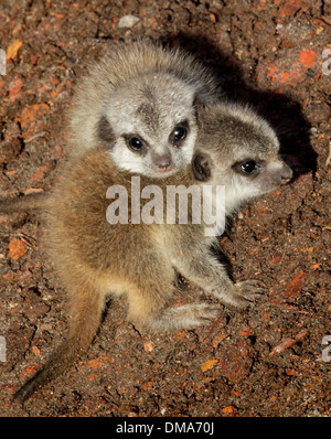 Meerkat d'oursons qui sont nés de maman Annie. Nov 12 2013. Les chiots que l'on croit être un homme et une femme sont d'environ deux semaines. Banque D'Images