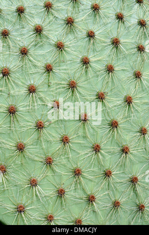 Modèle de figuier de Barbarie, Opuntia, espèces ou épines épines Cactus Banque D'Images