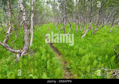 Sentier à travers les fougères, parc national de Jotunheimen, Norvège Banque D'Images
