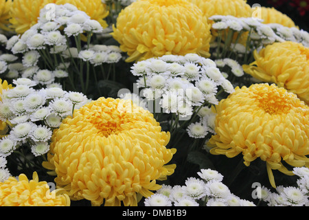 Des Chrysanthèmes blancs et de grandes fleurs jaunes Banque D'Images
