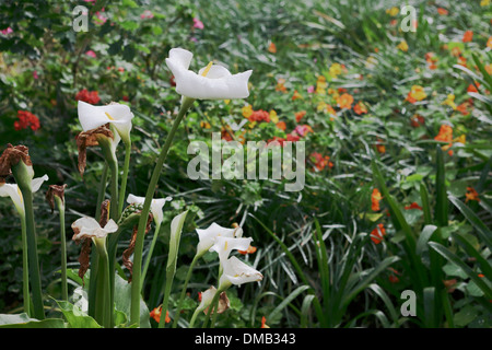 Arums (Zantedeschia aethiopica) en fleur dans un jardin du Cap Occidental Banque D'Images