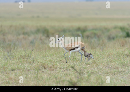 La gazelle de Thomson - Tommie - Tommy (Gazella thomsonii Eudorcas - thomsonii) femelle fauve et marcher dans l'herbe le Masai Mara au Kenya Banque D'Images