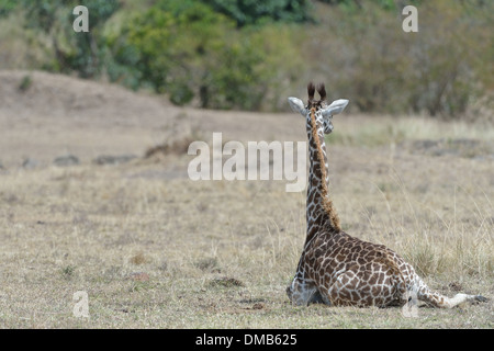Girafe Masai Masai - Girafe (Giraffa camelopardalis tippelskirchi) jeune allongé dans l'herbe - Masai Mara - Kenya Banque D'Images