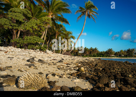 Aitutaki. L'île de Cook. Polynésie française. Océan Pacifique Sud. Plage à Aitutaki Lagoon Resort & Spa Hotel. Le paradis est une bien galvaudés Banque D'Images