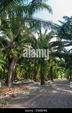 Les plantations de palmiers africains au Costa Rica. Originaire d'Afrique de l'Ouest, Elaeis guineensis a été planté dans les années 1940 par la United Fruit Co. Banque D'Images